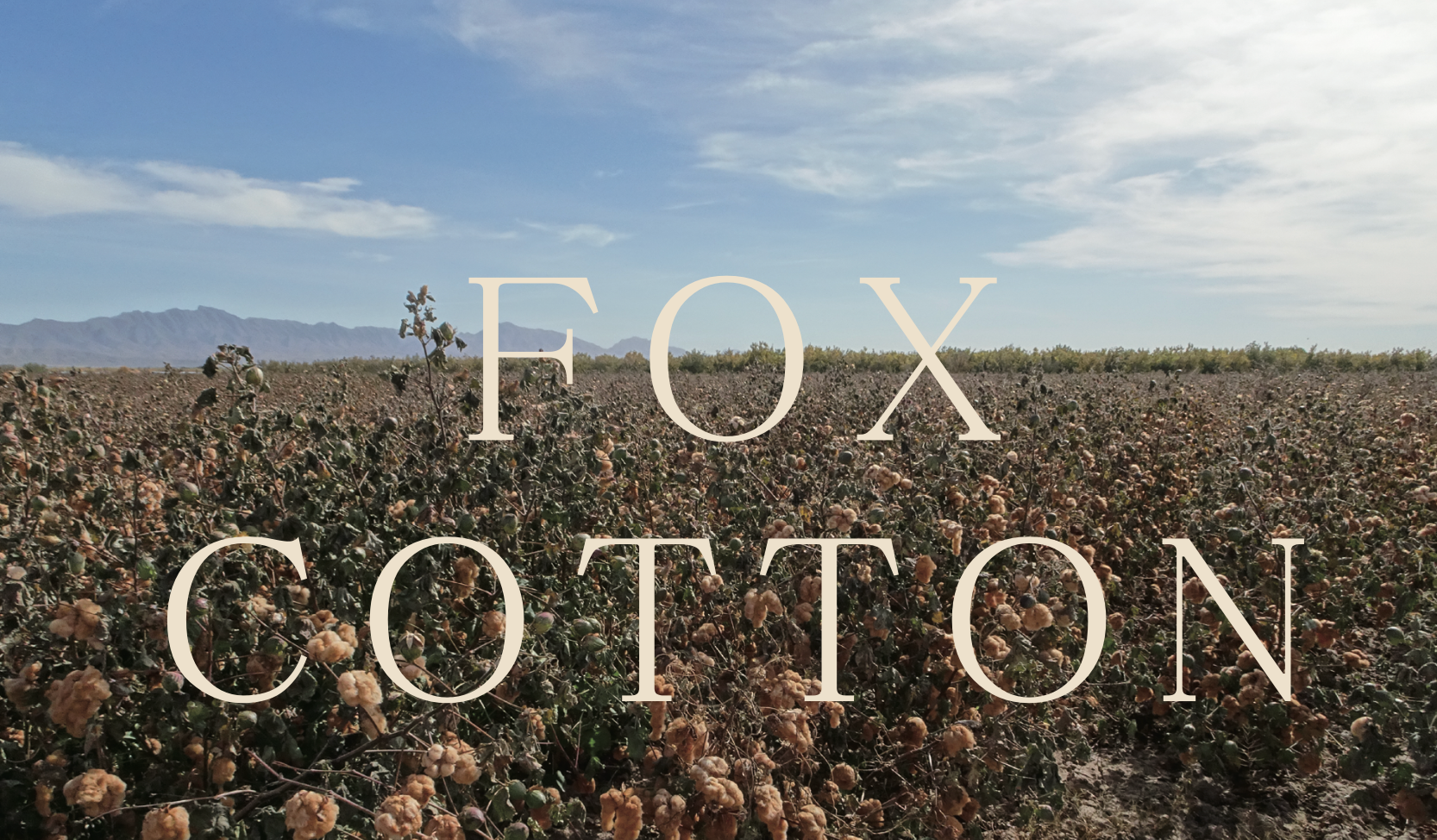 STUDIO D'ARTISAN - Organic Fox Cotton 11oz. Work Shirt - Tempo